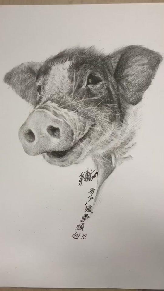 素描猪图片视频 猪的画法步骤 2019猪年猪事顺利