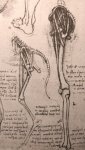 列奥纳多达芬奇解剖素描作品