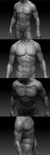完美人体肌肉结构图