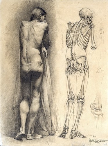 人体肌肉和骨骼草图的比较
