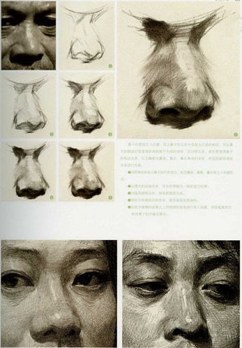 素描头像、五官、眼睛、鼻子、嘴巴、耳朵、眉毛