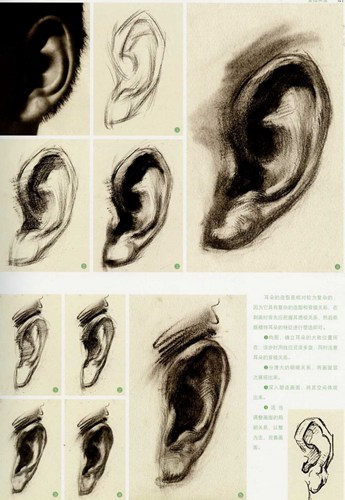耳朵素描画法