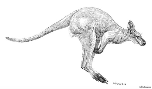 钢笔动物素描:小鼻子大袋鼠中最大的袋鼠