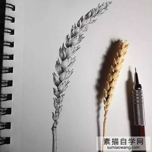 针笔素描花朵美丽创意手绘