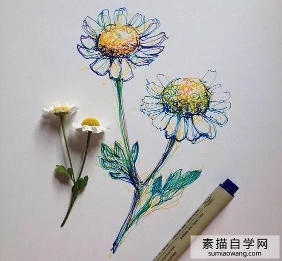 针笔素描花朵美丽创意手绘