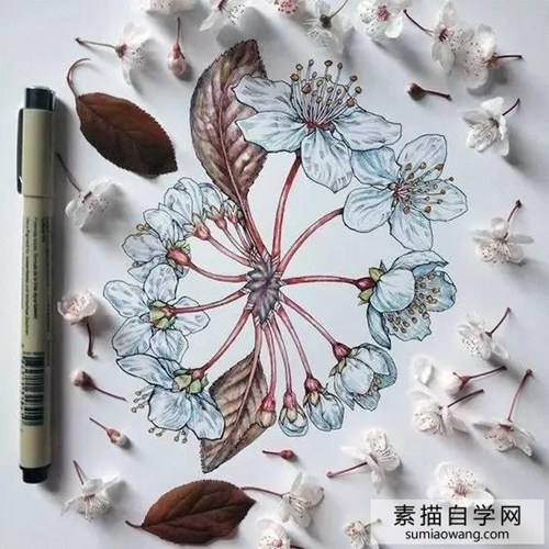 针笔素描花朵美丽创意手绘