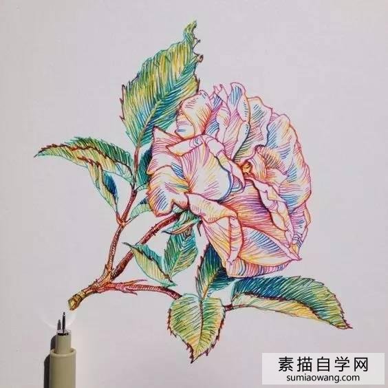 针笔素描花朵美丽创意手绘