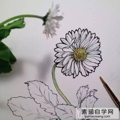 针笔素描花朵美丽创意手绘