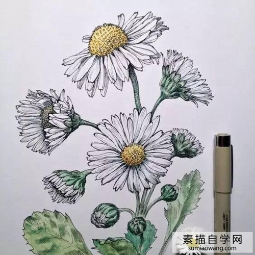 针笔素描花朵美丽创意手绘