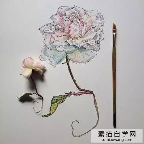 针笔素描花朵美丽创意手绘