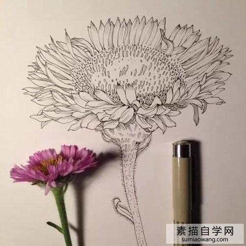 针笔素描花朵美丽创意手绘