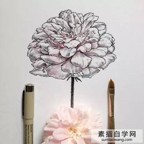 针笔素描花朵美丽创意手绘