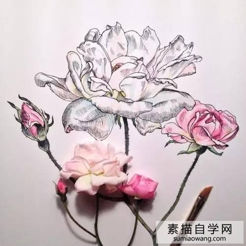 针笔素描花朵美丽创意手绘