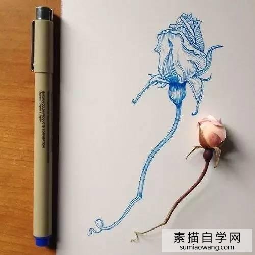 针笔素描花朵美丽创意手绘