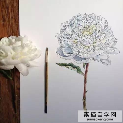 针笔素描花朵美丽创意手绘