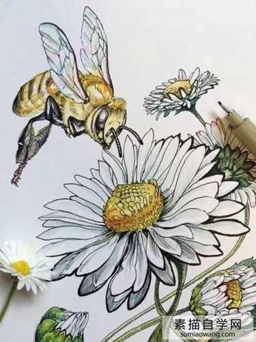 针笔素描花朵美丽创意手绘