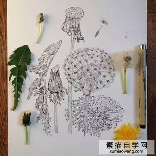 针笔素描花朵美丽创意手绘