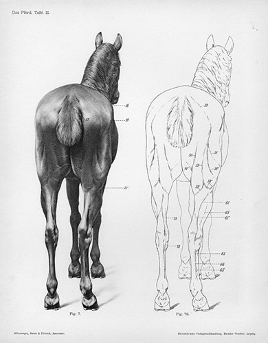 草图数据:马结构和解剖学的知识点