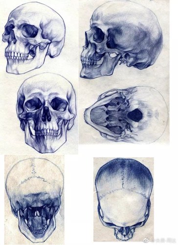 圆珠笔绘画:从各个角度画头骨的过程
