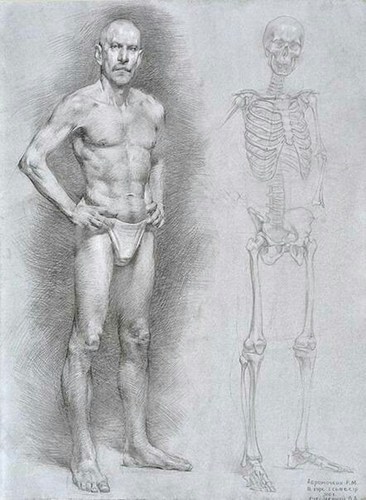 人体素描学习材料:人体骨骼内部结构分析图