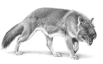 动物:描绘豺狼的画