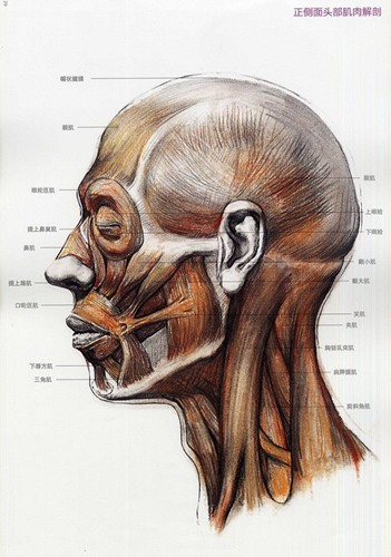 头骨肌肉与素描头关系的解释