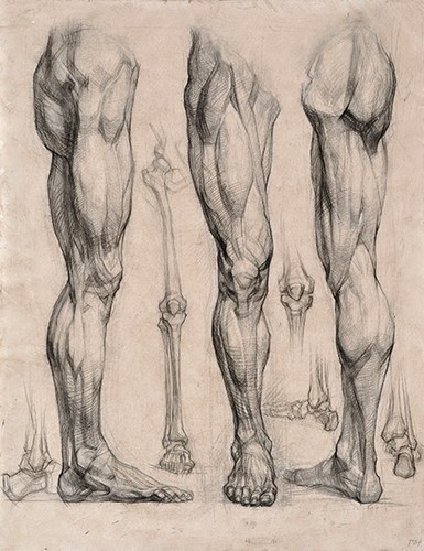 人体腿部肌肉骨骼示意图