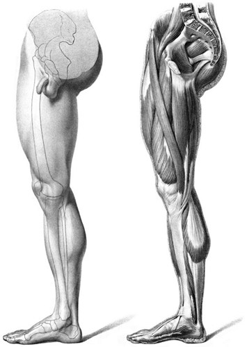 人体腿部肌肉与骨骼素描关系图