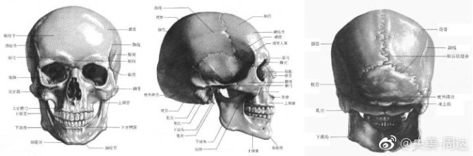 素描学习材料:最完整的颅骨分析名称结构图