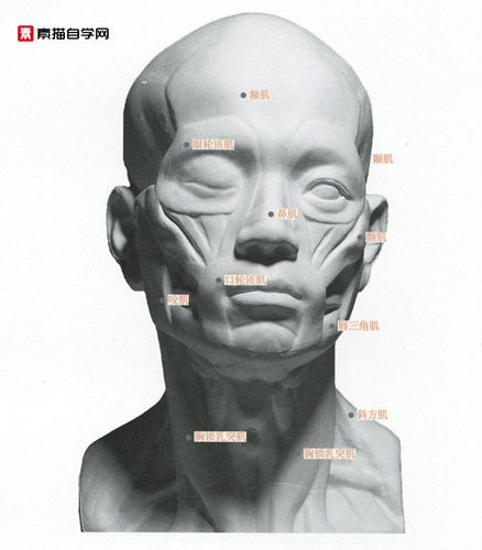 石膏头像的骨骼与肌肉素描教程 名称 高清图片