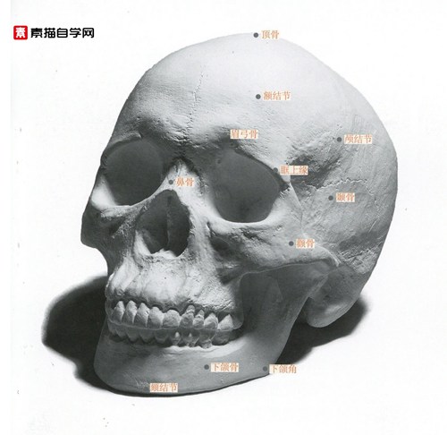 石膏头像的骨骼与肌肉素描教程 名称 高清图片