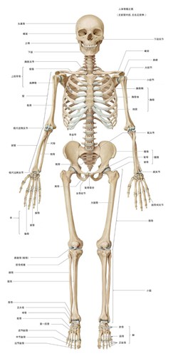 人体骨骼完整高清图片 骨骼名称标注