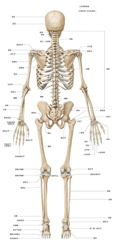 人体骨骼完整高清图片 骨骼名称标注