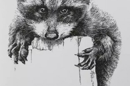 中性笔画教程：浣熊画法