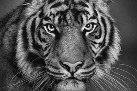 画一只老虎