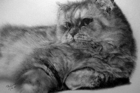 超写实猫素描写实猫
