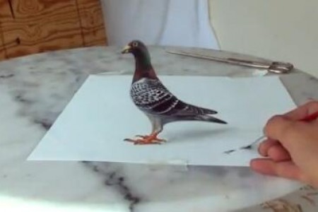 鸽子三维立体主义绘画教程