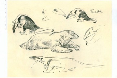 素描动物:北极熊和食蚁兽