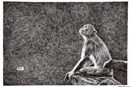 猴子素描动物笔画