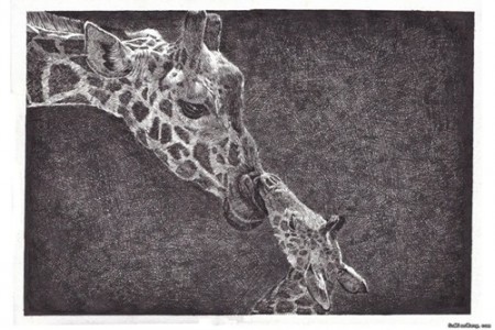 大长颈鹿和小长颈鹿的温馨素描