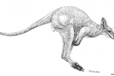 钢笔动物素描:小鼻子大袋鼠中最大的袋鼠