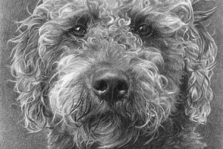 泰迪狮子狗素描可爱卷毛狗素描手绘作品