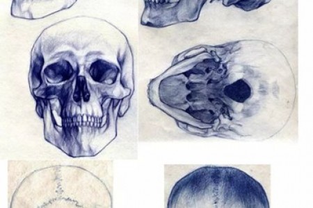 圆珠笔绘画:从各个角度画头骨的过程