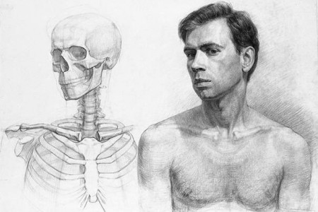 人体素描学习材料:人体骨骼内部结构分析图