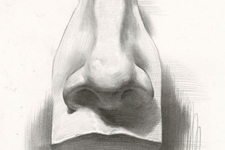 石膏鼻草图绘制步骤