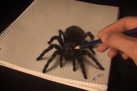 手绘超逼真3D立体图蜘蛛