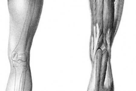人体腿部肌肉骨骼示意图